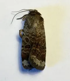 Abagrotis scopeops thumbnail 3