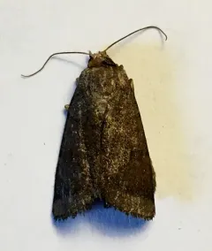 Red cutworm thumbnail 4