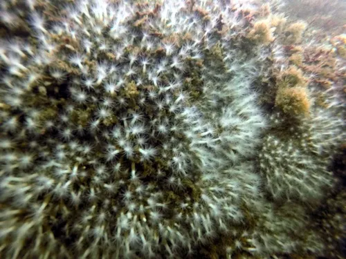 Edwardsiella lineata