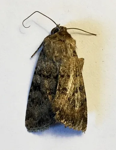 Euxoa simulata