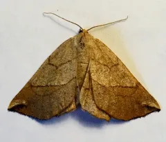 Scrub Euchlaena Moth thumbnail 3