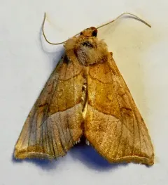 Western Unspotted Looper thumbnail 4
