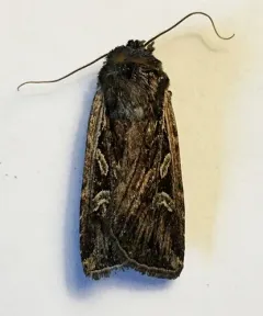 Euxoa olivalis thumbnail 3