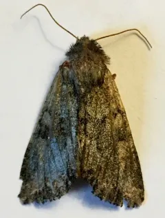 Apamea sora thumbnail 4