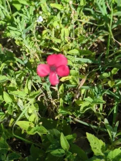 Scarlet Flax thumbnail 3