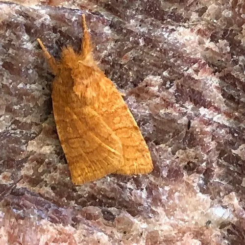 Pettit's Sallow