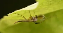 Glyptotendipes testaceus thumbnail 2
