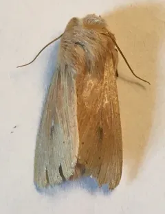 Leucania anteroclara thumbnail 2