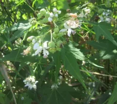 Virginia Mallow thumbnail 2