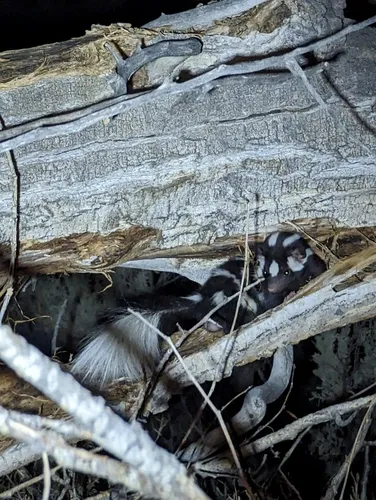 Western Spotted Skunk