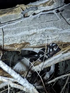 Western Spotted Skunk thumbnail 1
