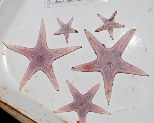 Psilaster andromeda
