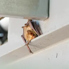 Pallid Bat thumbnail 4