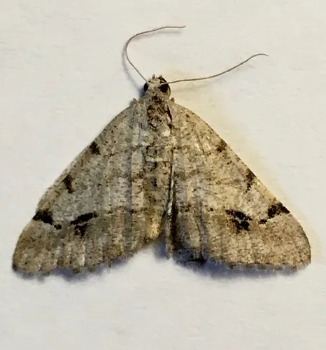 Six-spotted Digrammia