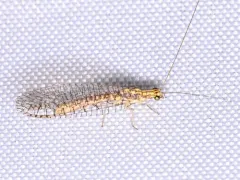 Eremochrysa fraterna thumbnail 1