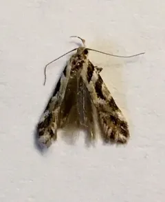 Aristotelia devexella thumbnail 1