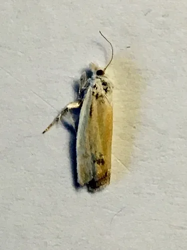 Eucosma segregata
