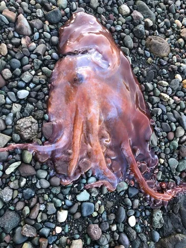 Seven-armed Octopus