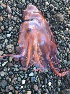 Seven-armed Octopus thumbnail 1