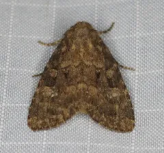 Goodell's Arches Moth thumbnail 2