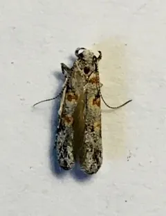 Rabbitbrush stem gall moth thumbnail 4