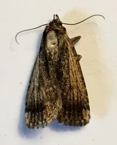 Abagrotis nanalis thumbnail 2