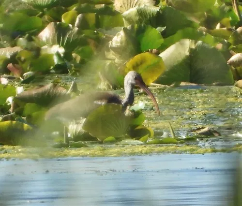 White Ibis