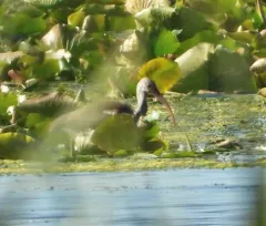 White Ibis thumbnail 1