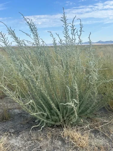 Forage Kochia