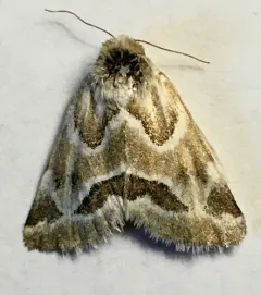 Acute-lined Flower Moth thumbnail 2