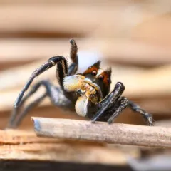 Habronattus kubai thumbnail 2