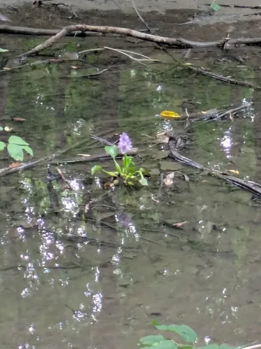 common water hyacinth
