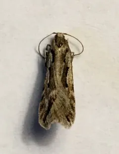Prolita variabilis thumbnail 4