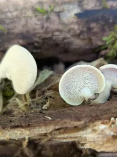 Panellus pusillus thumbnail 1