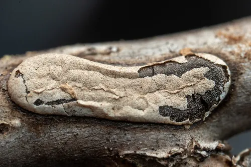 Polyschismium carestianum