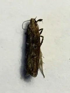 Pyramidobela quinquecristata thumbnail 2