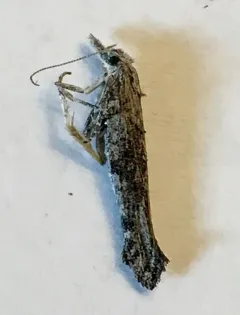 Ypsolopha walsinghamiella thumbnail 2