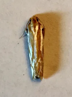 Snakeweed Borer Moth thumbnail 4