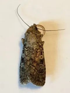 Euxoa septentrionalis thumbnail 1