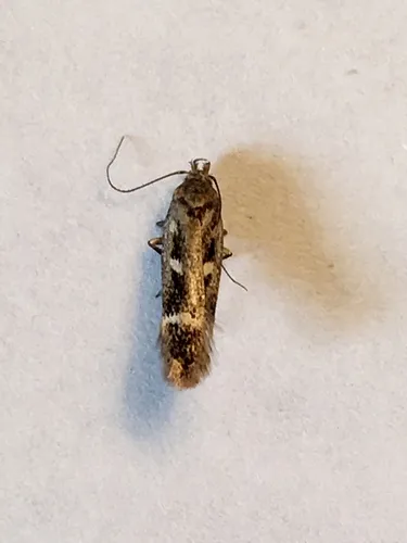 Gelechia ribesella