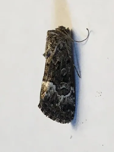 Sympistis tenuifascia