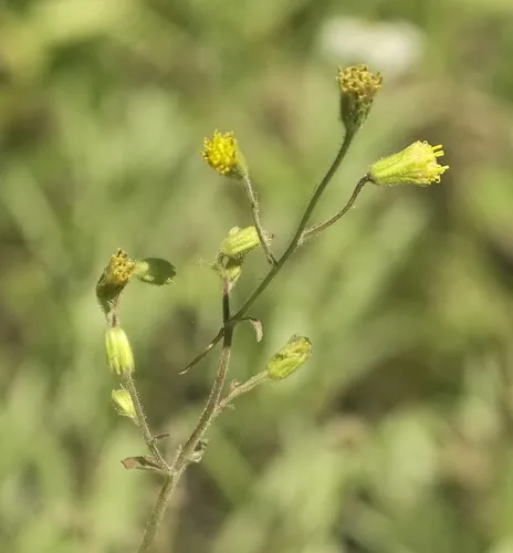 nodding arnica