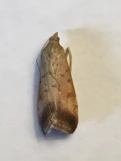 Pyrausta antisocialis thumbnail 1