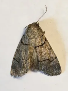 Sympistis youngi thumbnail 2