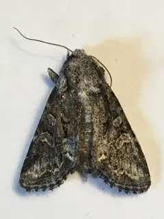 Lacinipolia acutipennis thumbnail 1