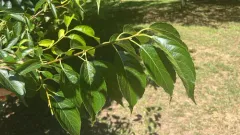 Gutta-percha Tree thumbnail 1