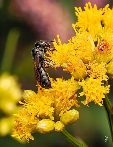 Ceratina mikmaqi