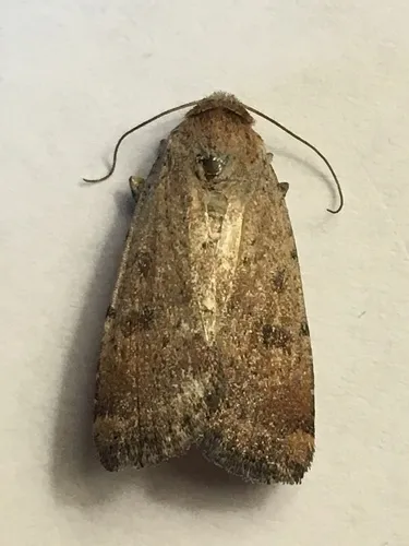 Abagrotis dodi