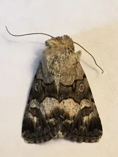 Sympistis albifasciata thumbnail 2