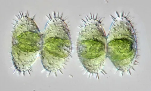 Staurastrum polytrichum